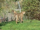 Zoo Opole - gepardy