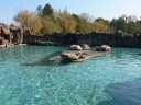 Zoo Opole - uchatki kalifornijskie